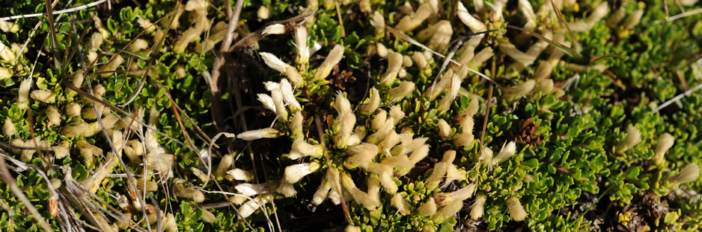 CHRISTMAS BUSH Baccharis Magellanica